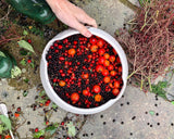 The Fun of Foraging
