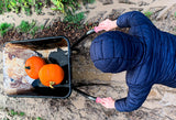 Pumpkin Picking in Autumn