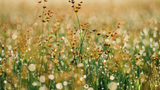 Calm Anxiety Naturally Through Corona Crisis - Hanna Sillitoe