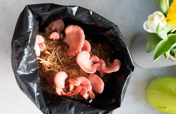 Growing Mushrooms Skin Health and Healing